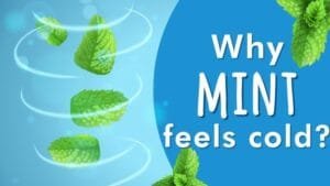 Why Mint Feels Cold Instantly in Your Mouth