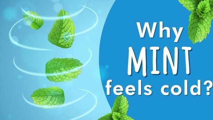 Why Mint Feels Cold Instantly in Your Mouth